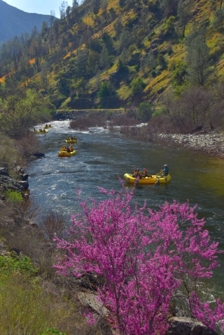 Flowers Blooming in the Merced River canyon